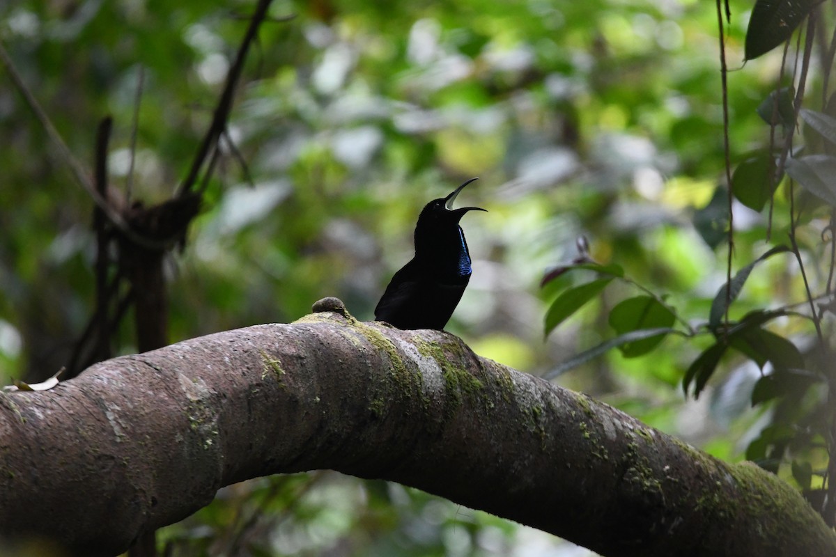 Magnificent Riflebird - ML656958140
