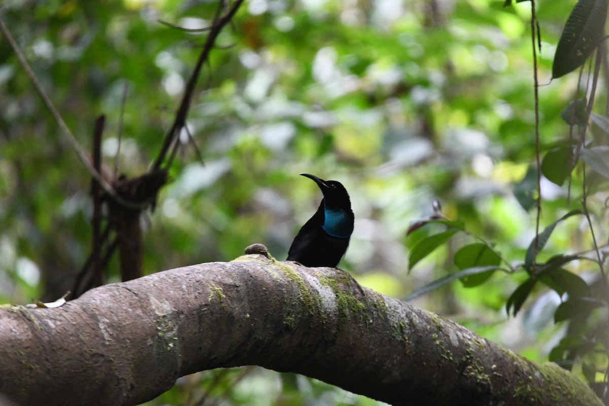 Magnificent Riflebird - ML656958141