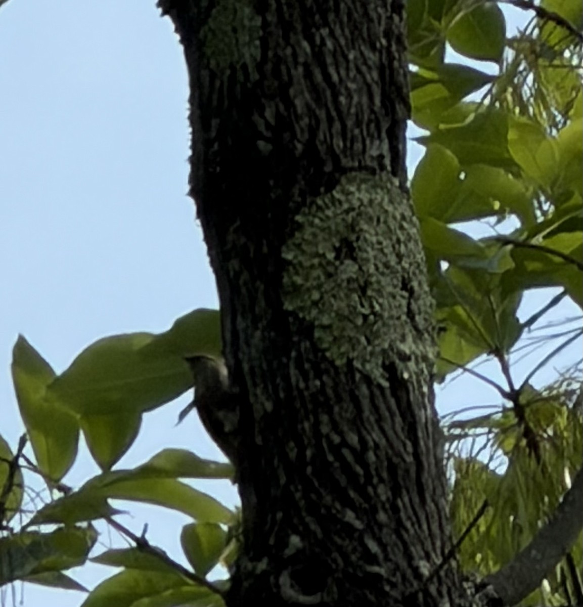 Brown-headed Nuthatch - ML656958210