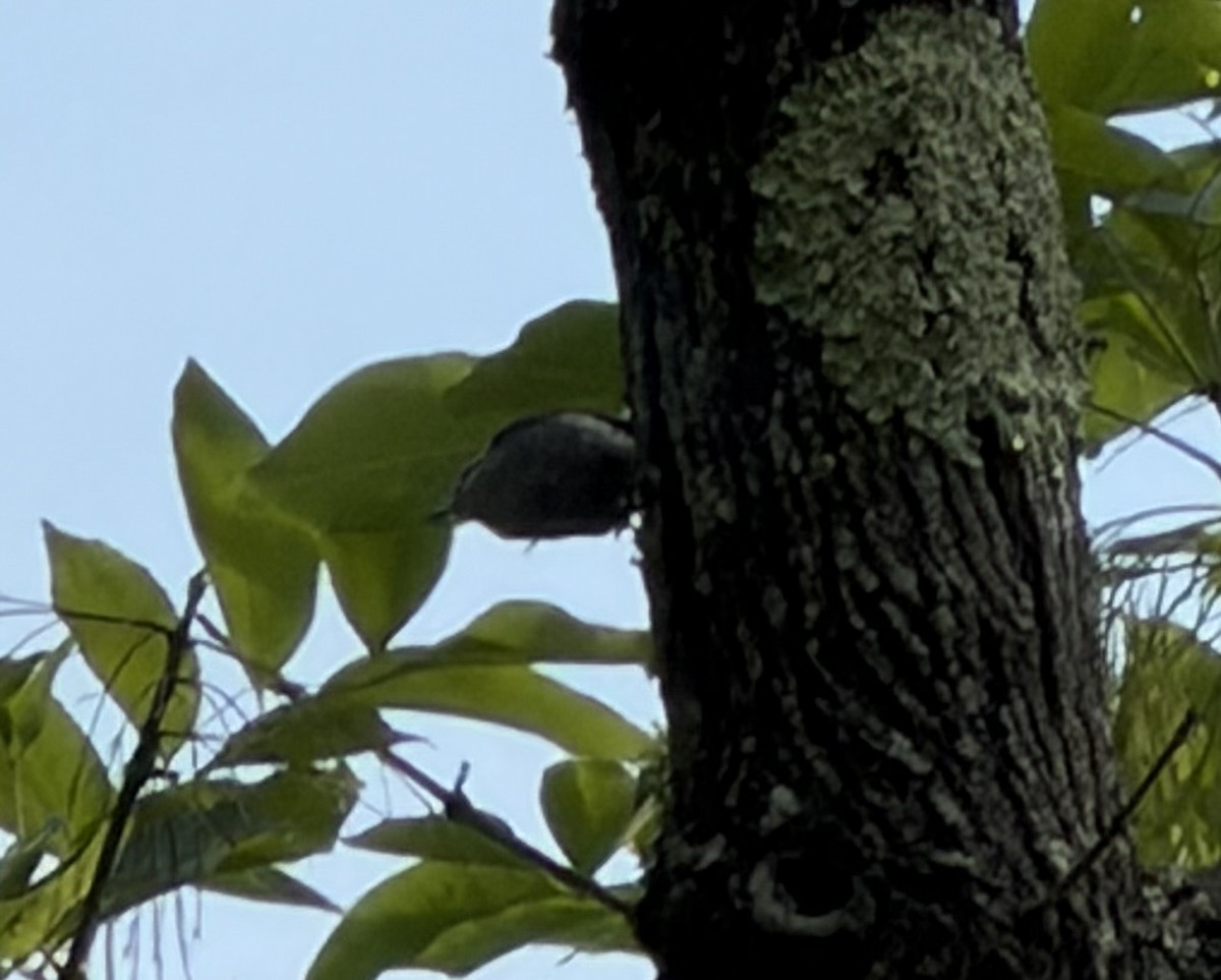 Brown-headed Nuthatch - ML656958211