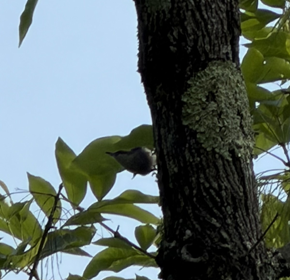 Brown-headed Nuthatch - ML656958212