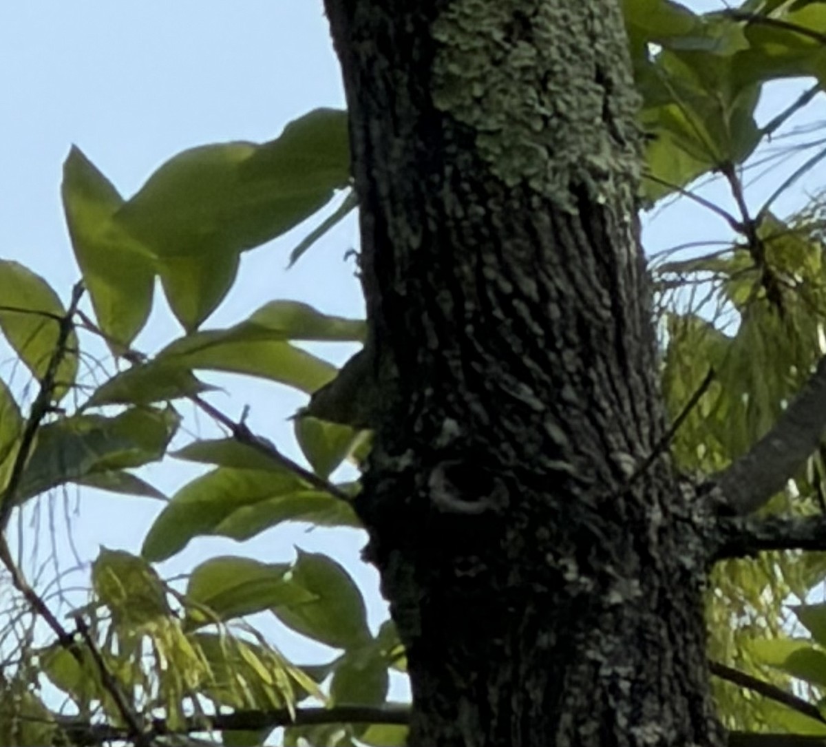 Brown-headed Nuthatch - ML656958213
