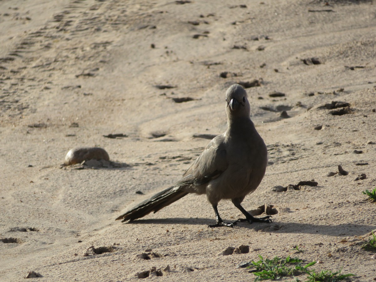 Gray Go-away-bird - ML656958258