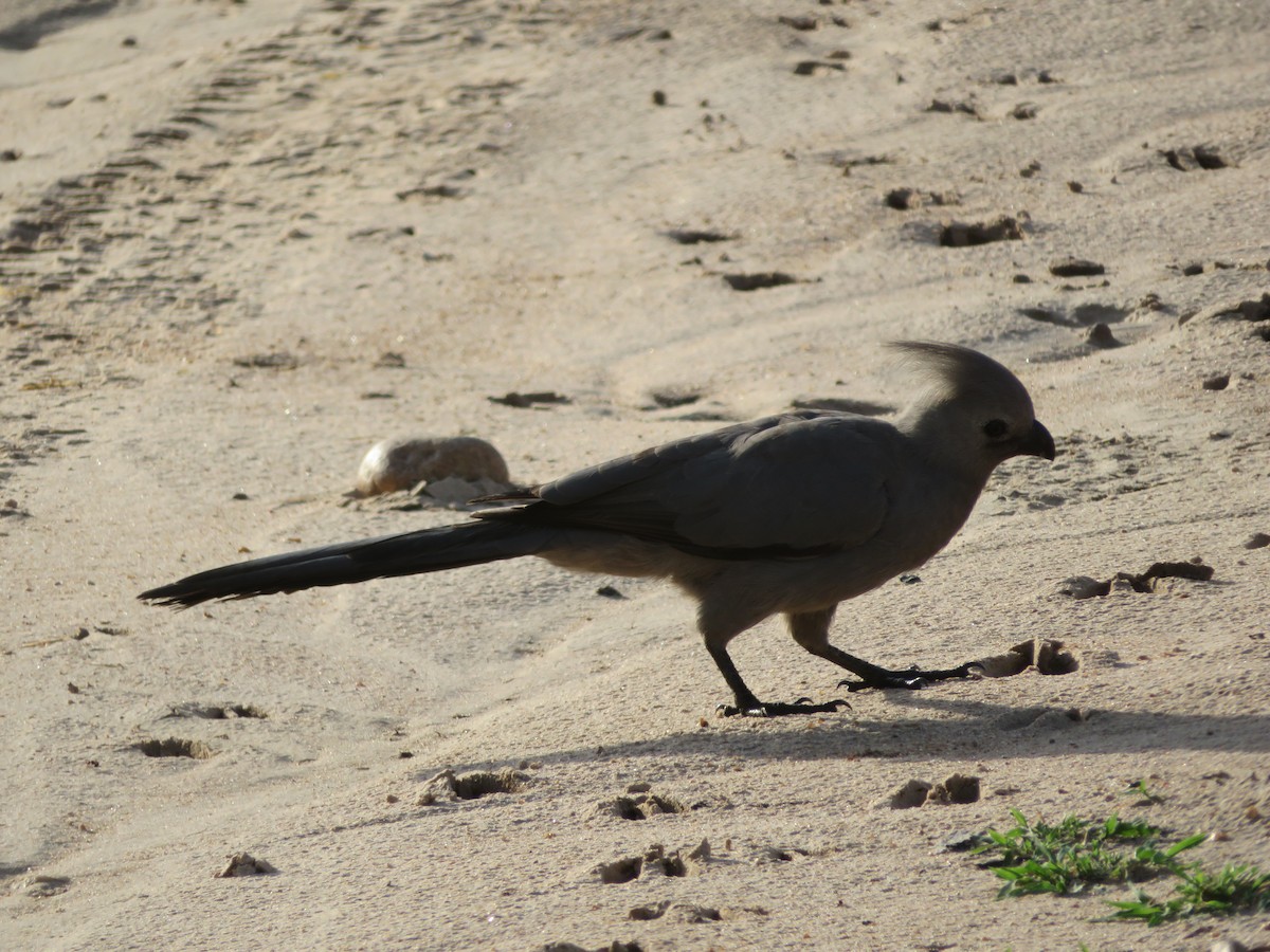 Gray Go-away-bird - ML656958259