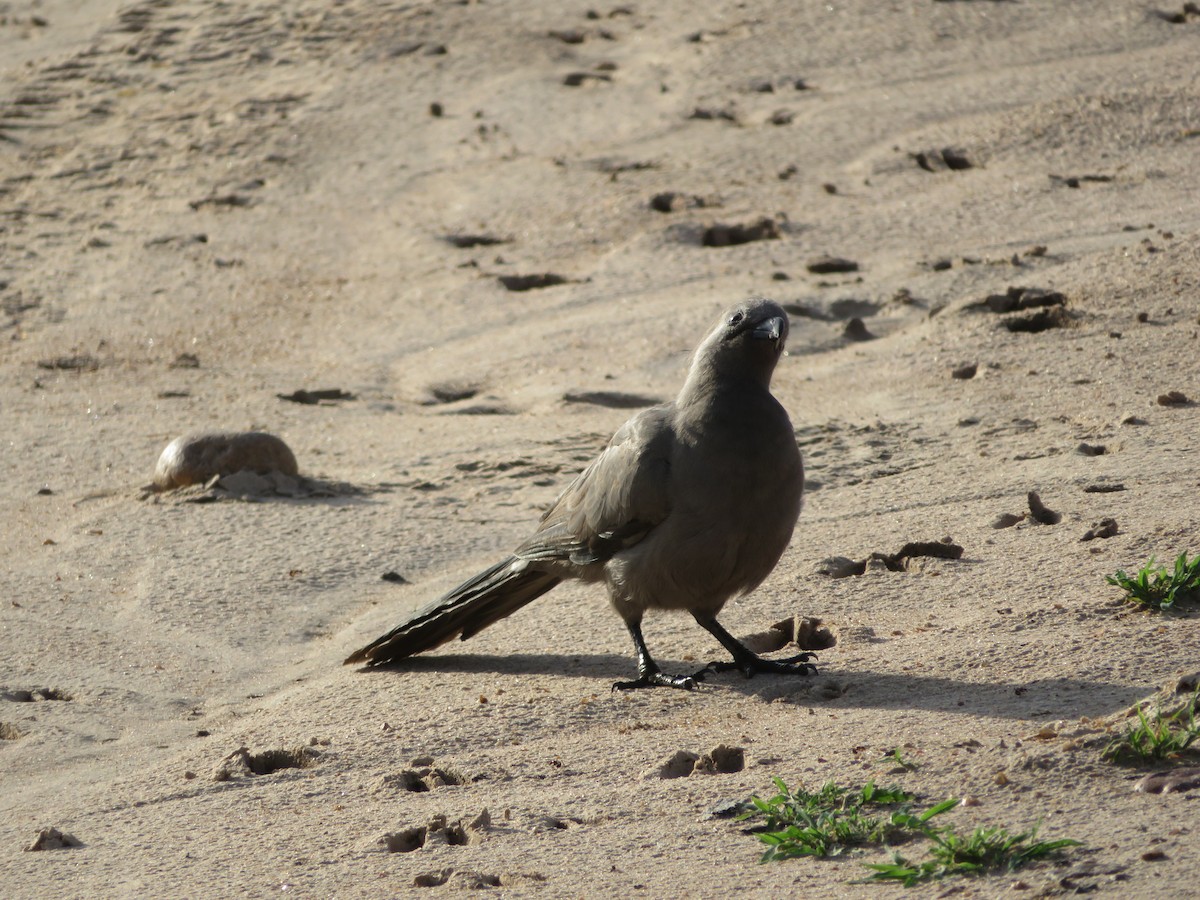 Gray Go-away-bird - ML656958260