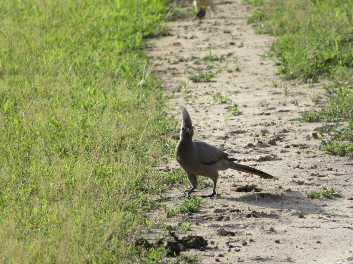 Gray Go-away-bird - ML656958261