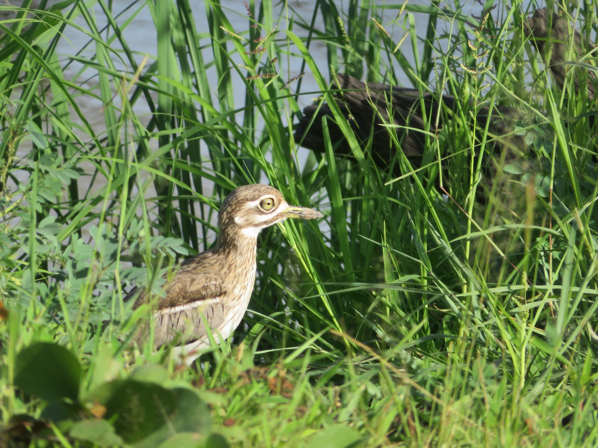 Water Thick-knee - ML656958293