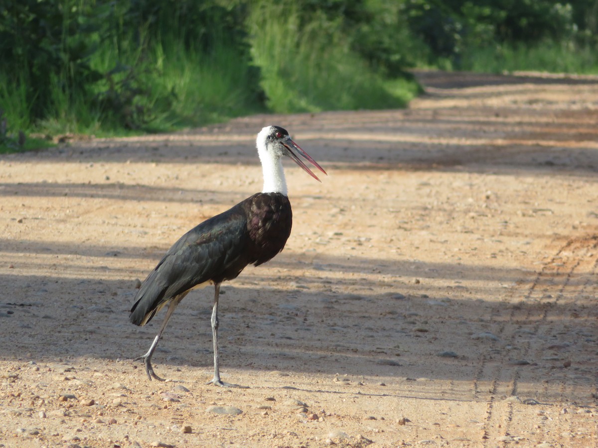 African Woolly-necked Stork - ML656958297