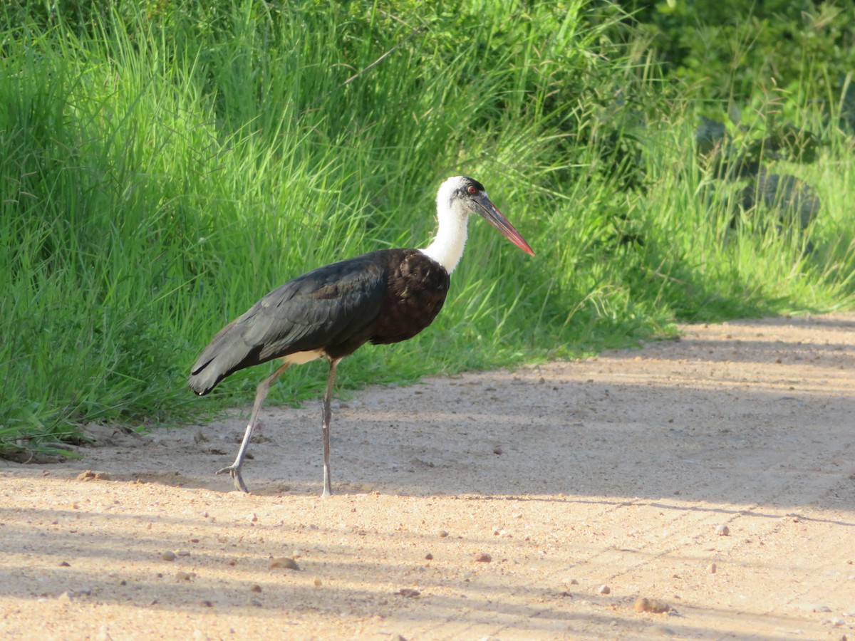 African Woolly-necked Stork - ML656958299