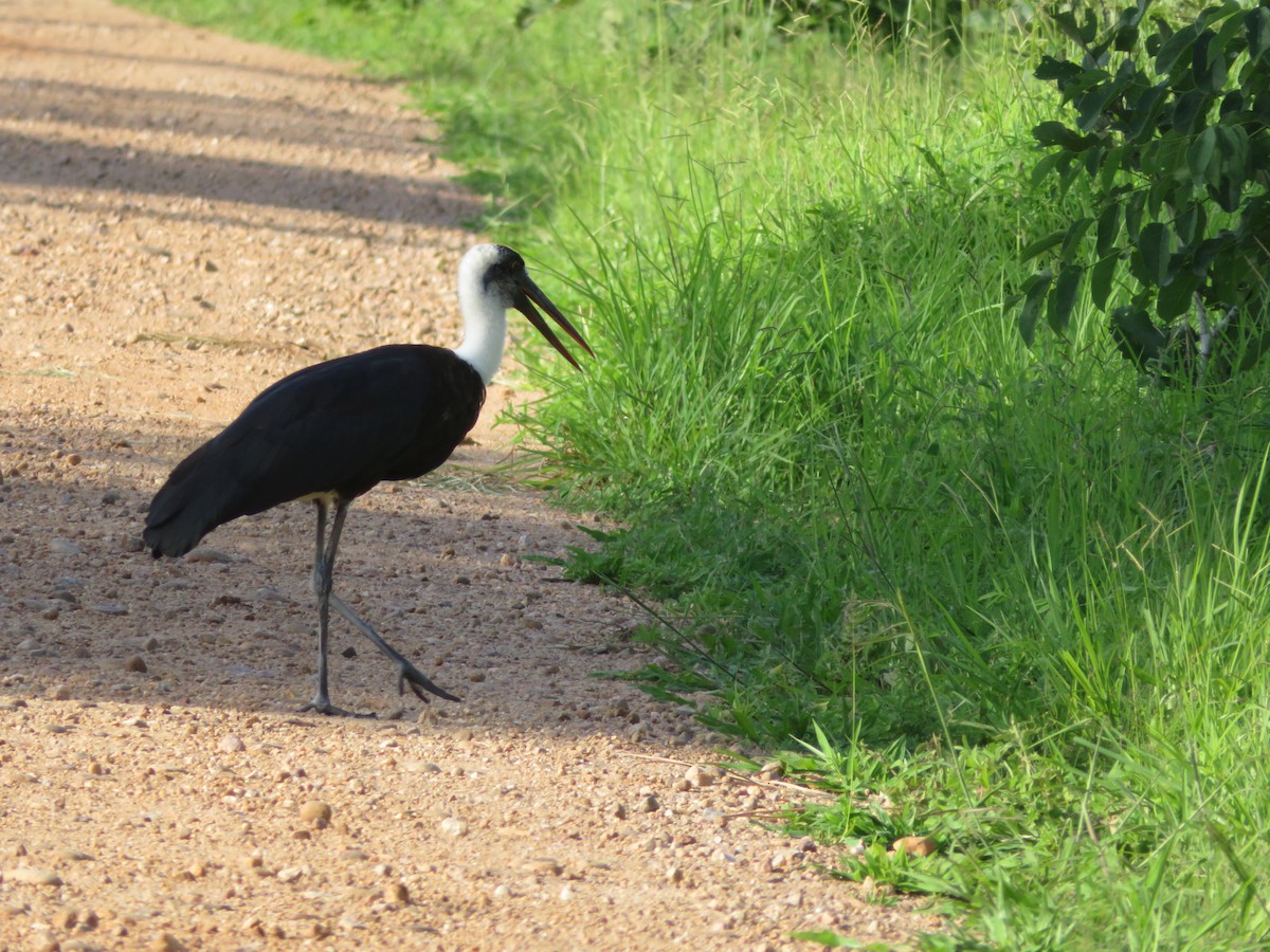 African Woolly-necked Stork - ML656958301