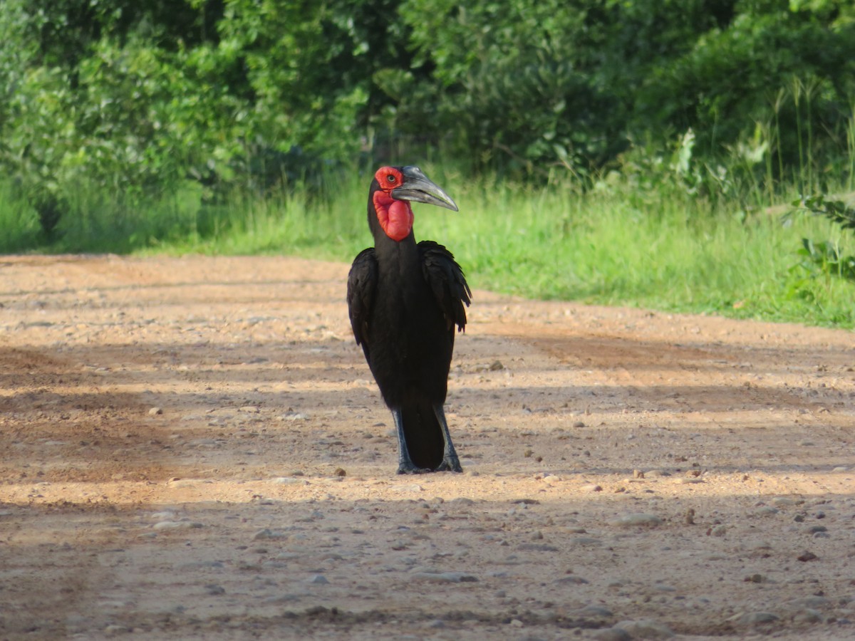 Southern Ground-Hornbill - ML656958308