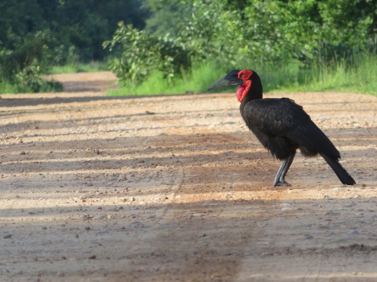 Southern Ground-Hornbill - ML656958309