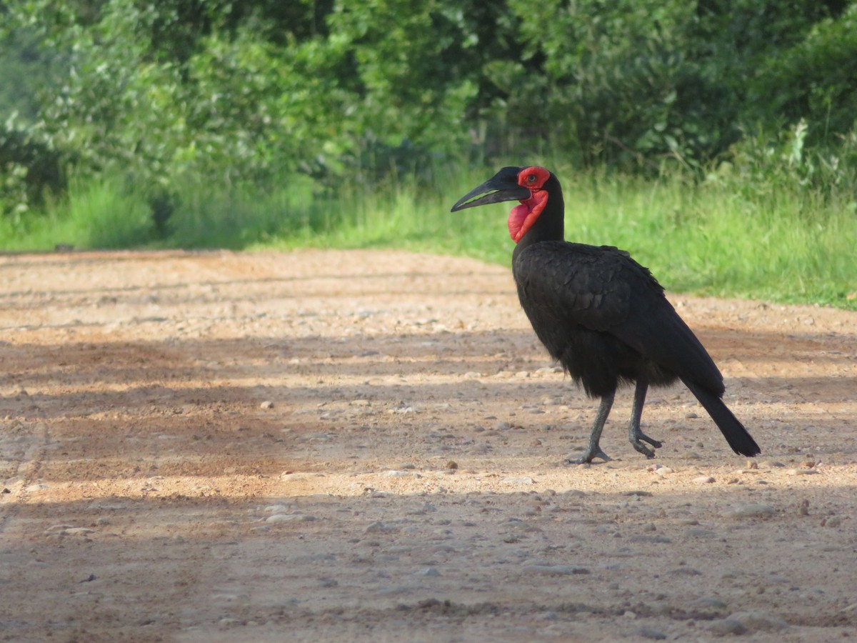 Southern Ground-Hornbill - ML656958310