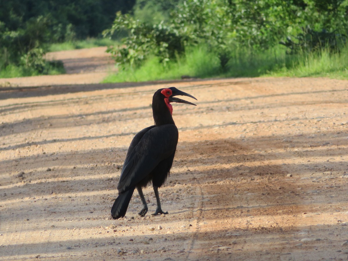 Southern Ground-Hornbill - ML656958311