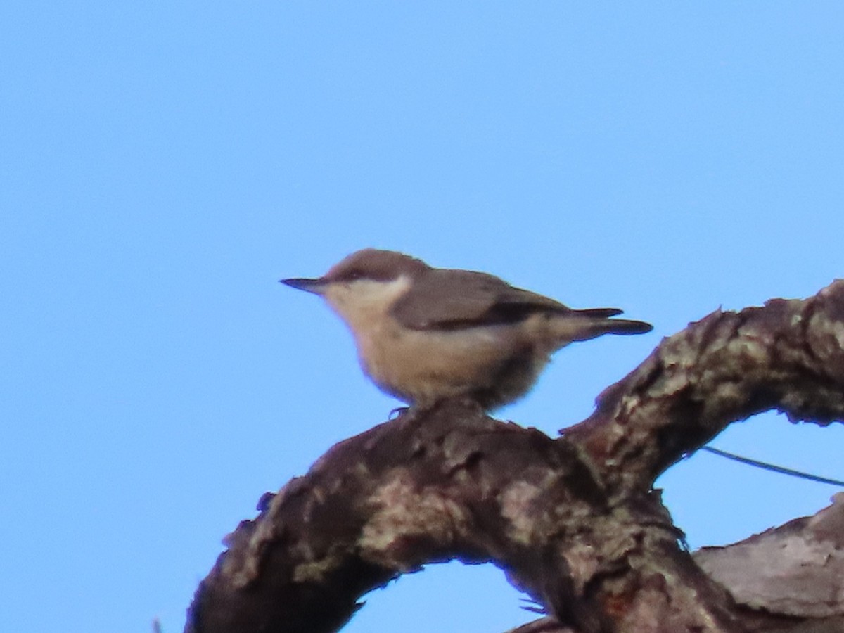 Brown-headed Nuthatch - ML656958354