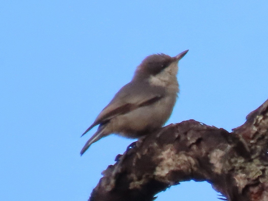 Brown-headed Nuthatch - ML656958355