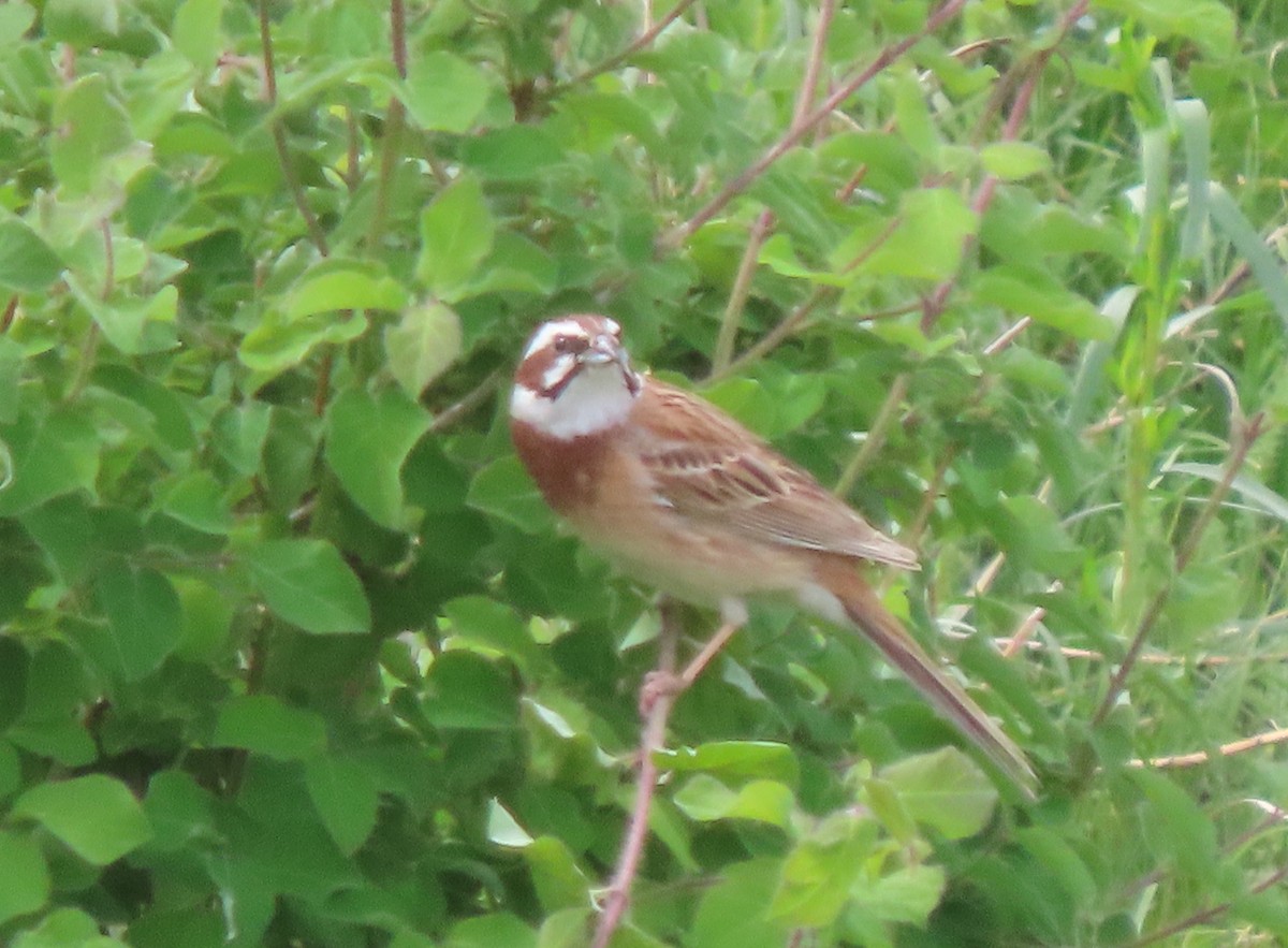 Meadow Bunting - ML656960664