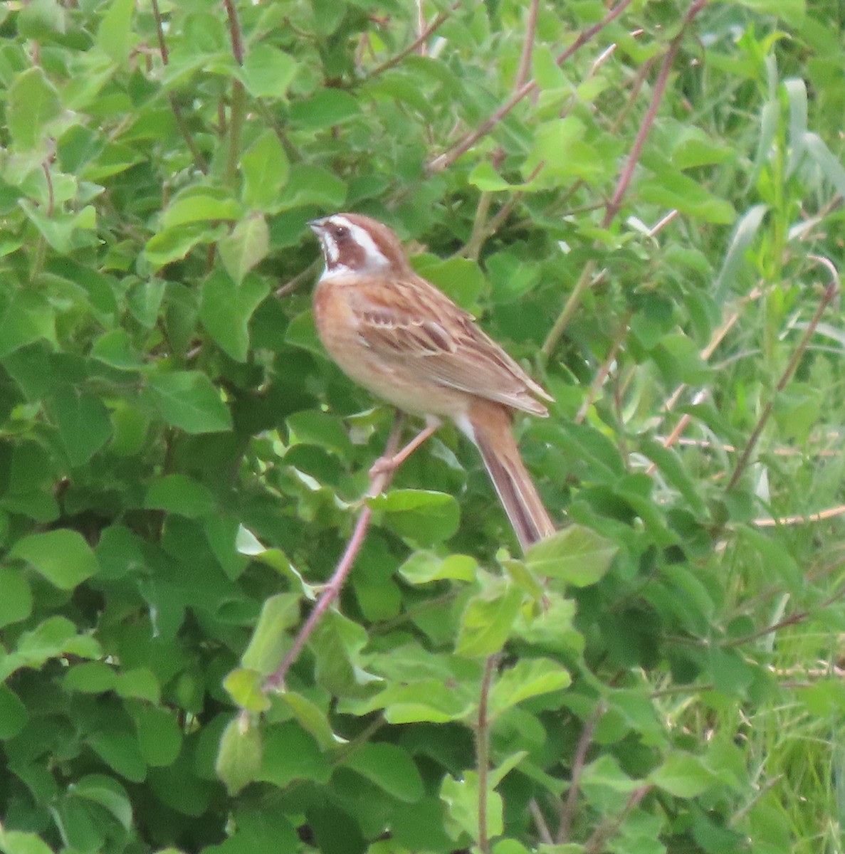 Meadow Bunting - ML656960665