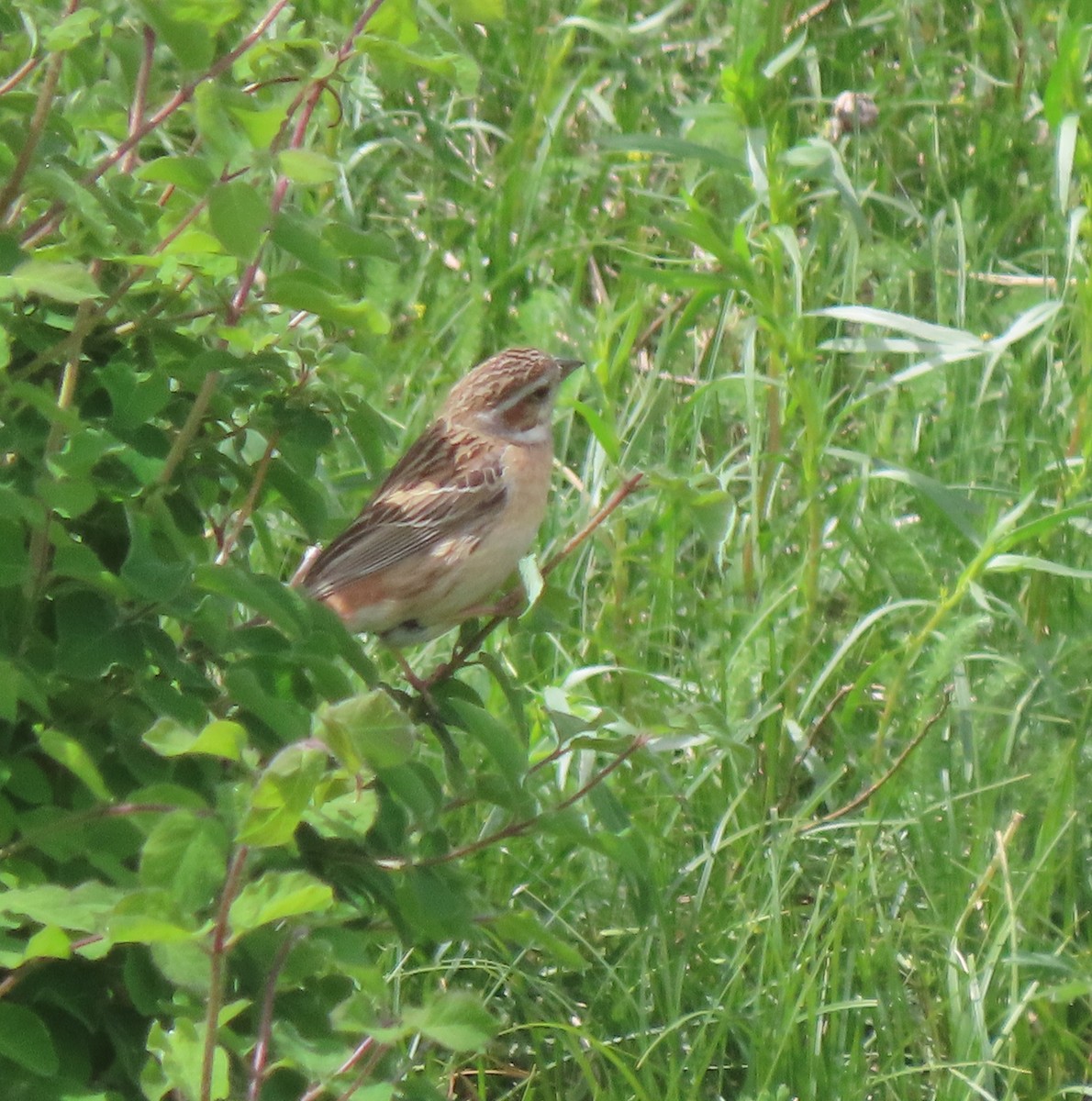 Meadow Bunting - ML656960668