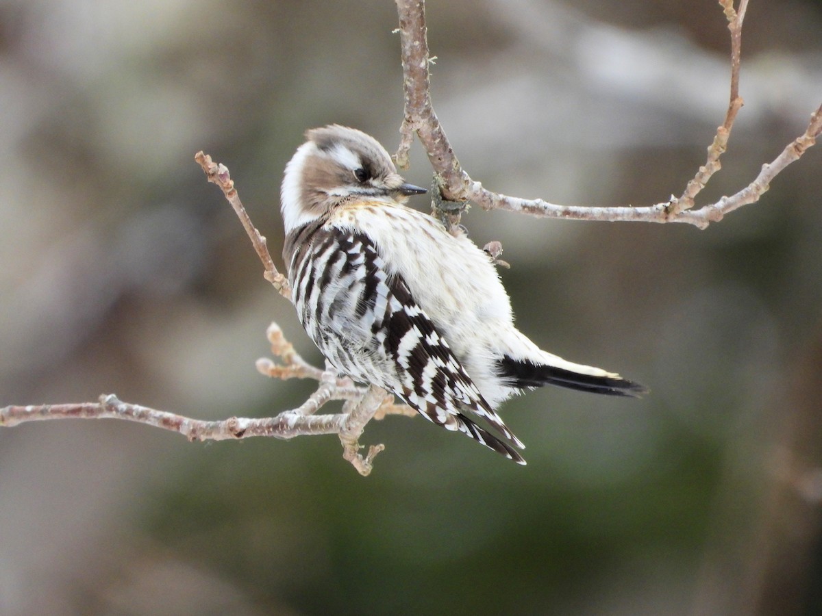 Japanese Pygmy Woodpecker - ML656960697