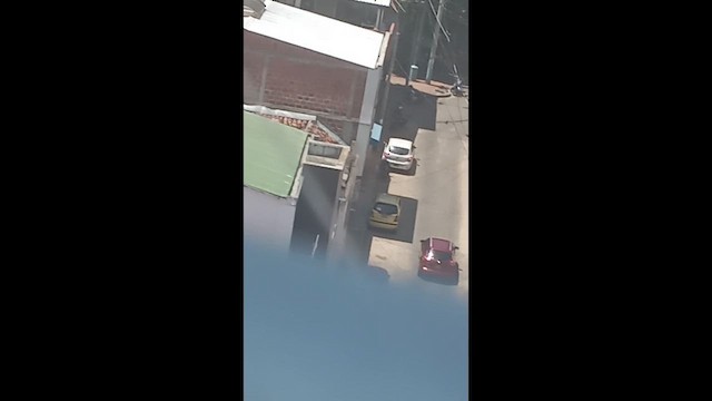 Сизый голубь (Одомашненного типа) - ML656960728