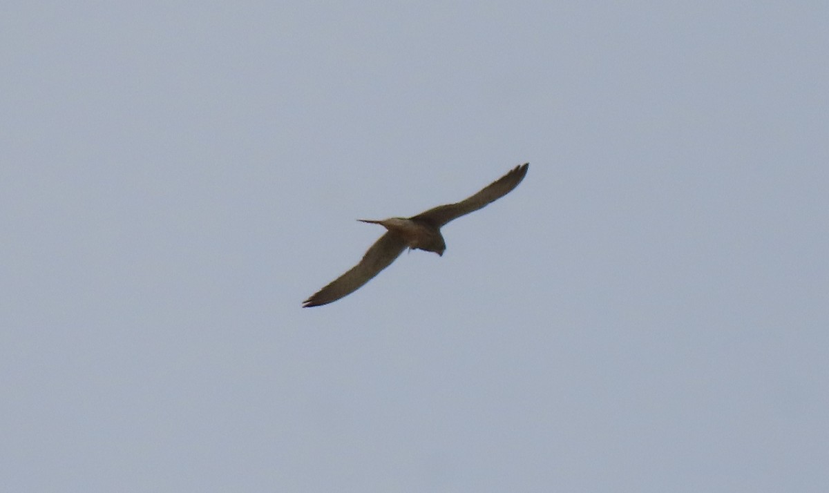 Lesser Kestrel - ML656960901
