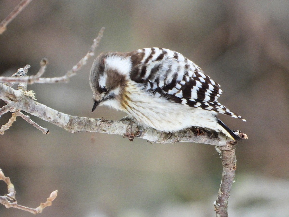 Japanese Pygmy Woodpecker - ML656960976