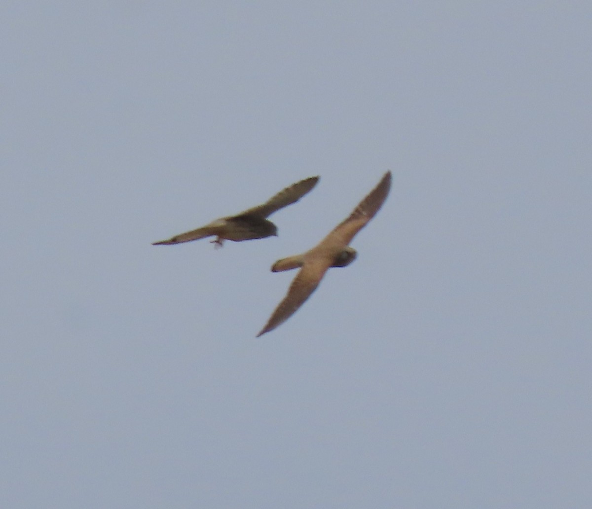 Lesser Kestrel - ML656961009