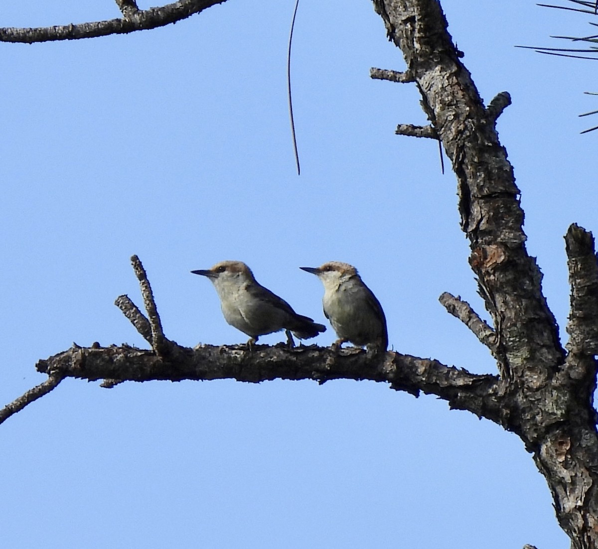 Brown-headed Nuthatch - ML656961605
