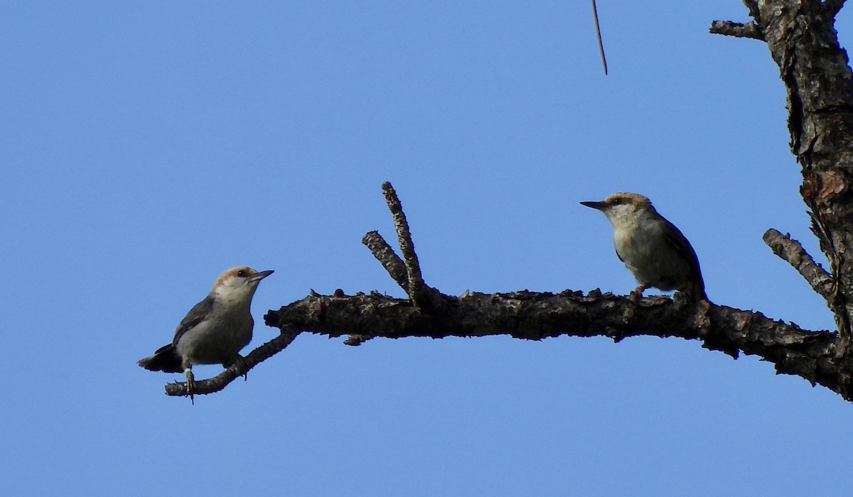 Brown-headed Nuthatch - ML656961606