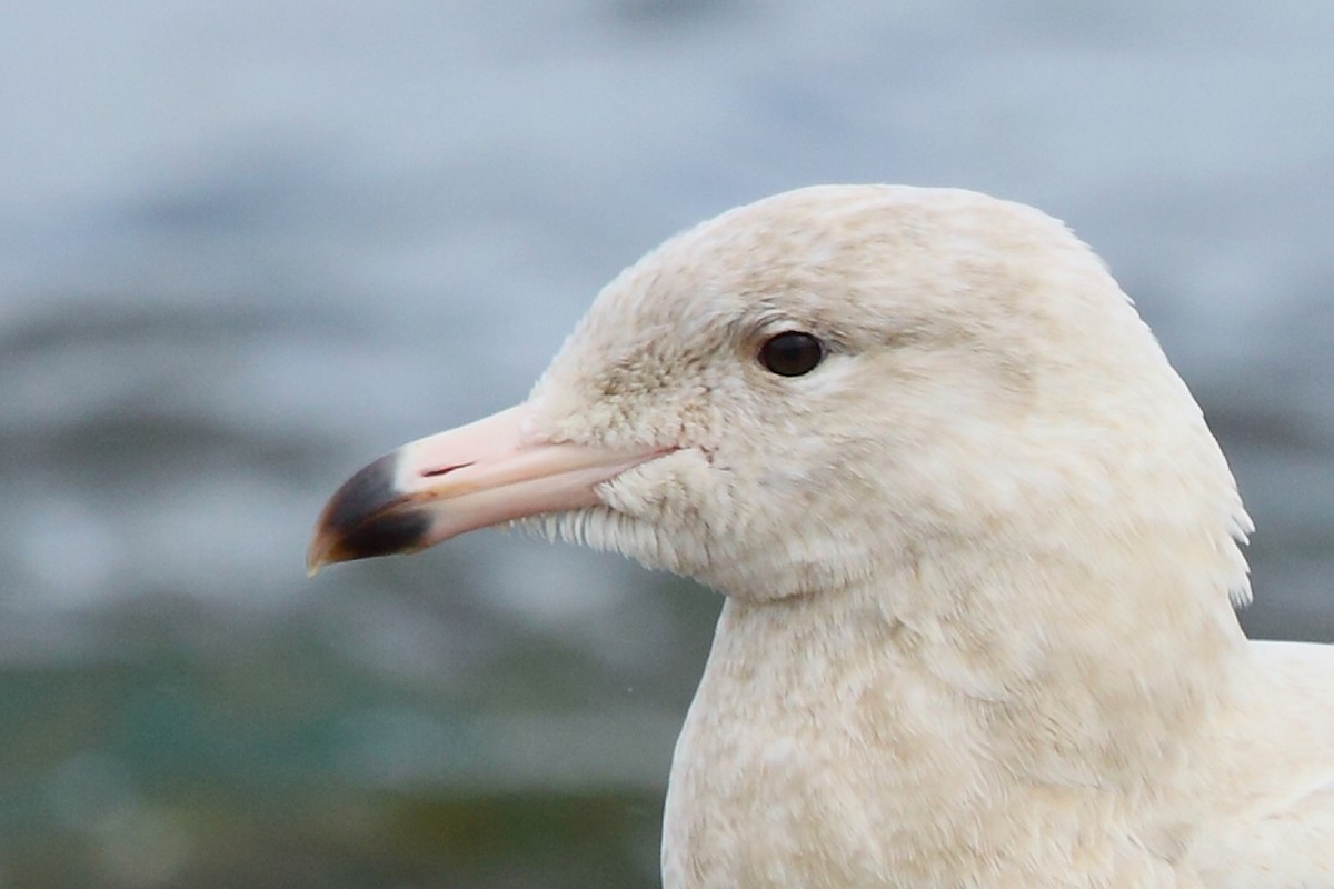 Glaucous Gull - ML65696231