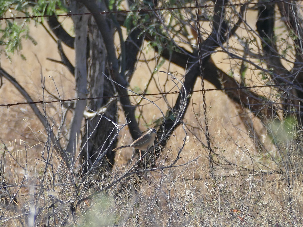 Botteri's Sparrow - ML656962613