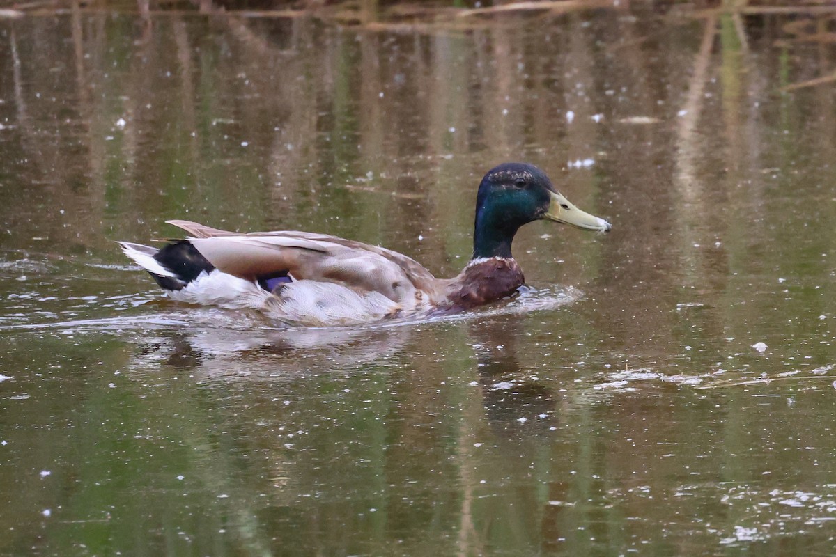 Mallard - ML656962937