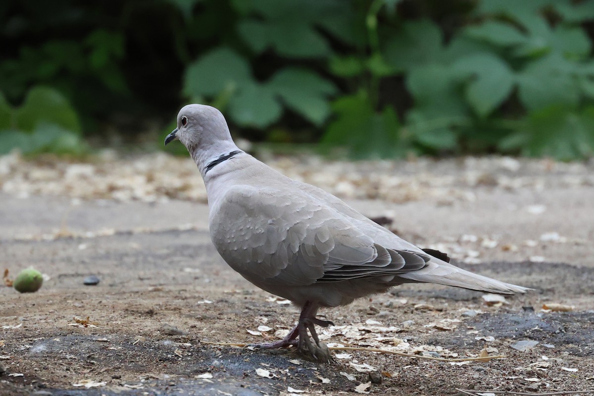 Eurasian Collared-Dove - ML656962948