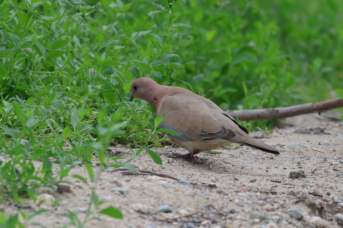 Laughing Dove - ML656962959