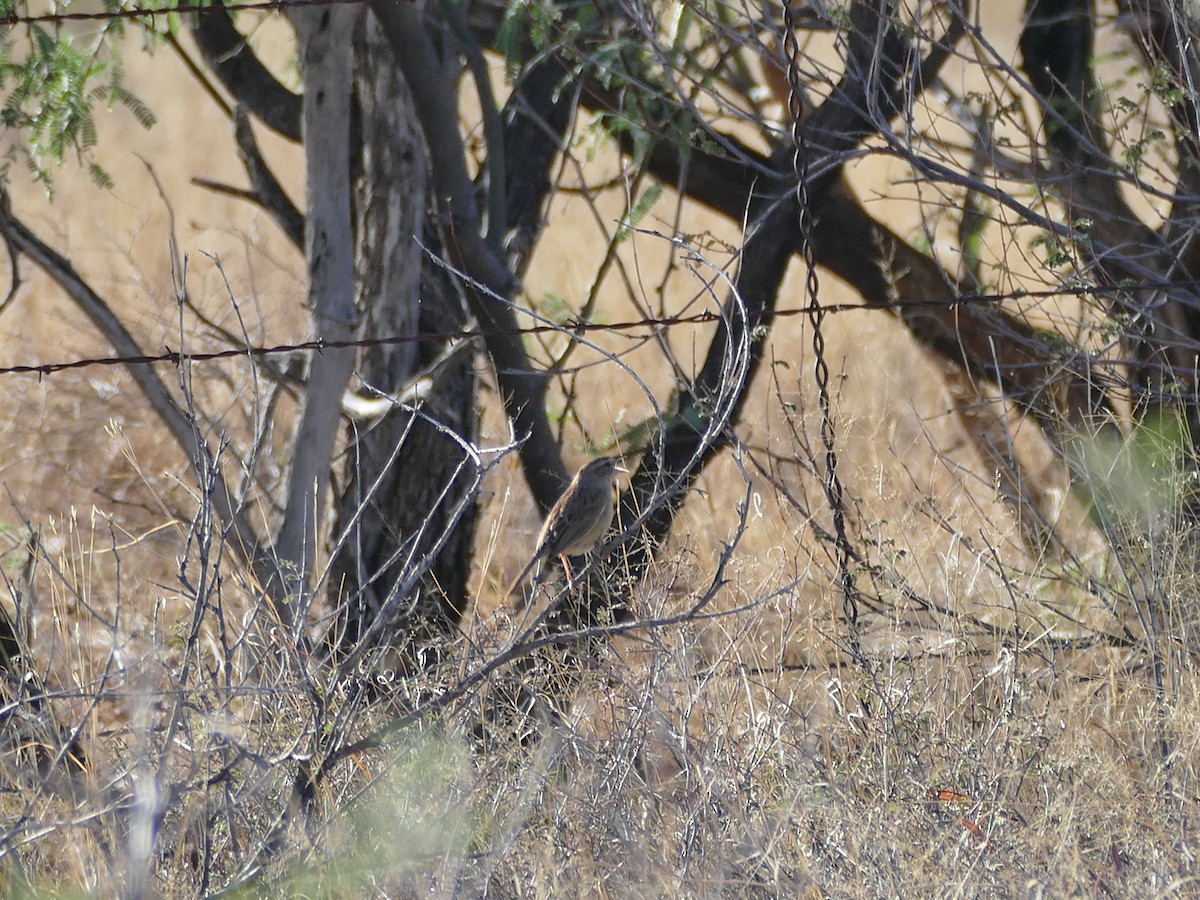Botteri's Sparrow - ML656962967
