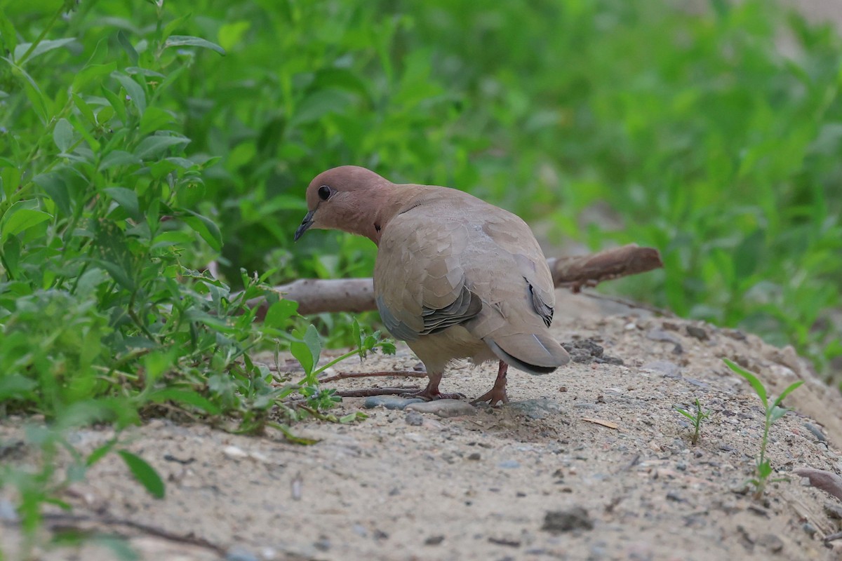 Laughing Dove - ML656962972