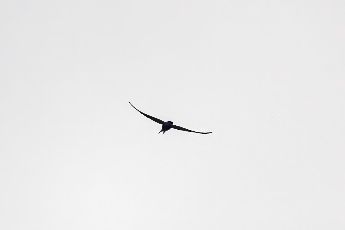 Common Swift - ML656962990