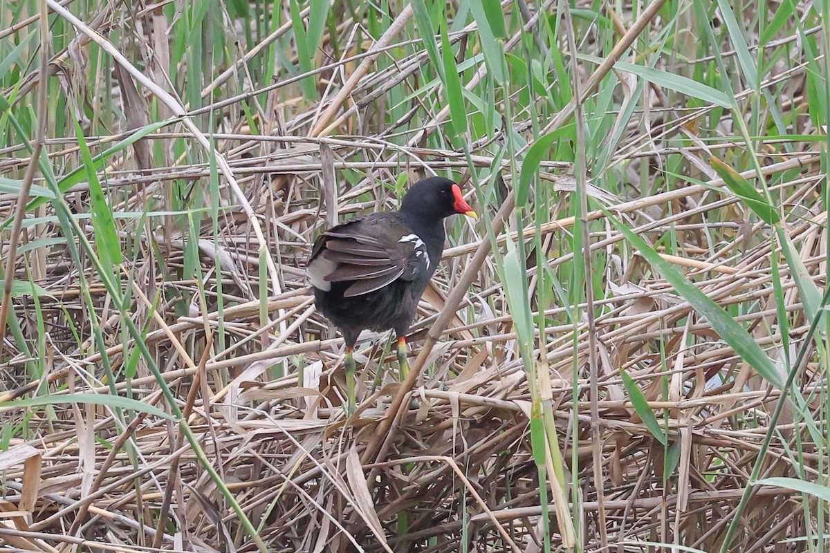 Eurasian Moorhen - ML656962996