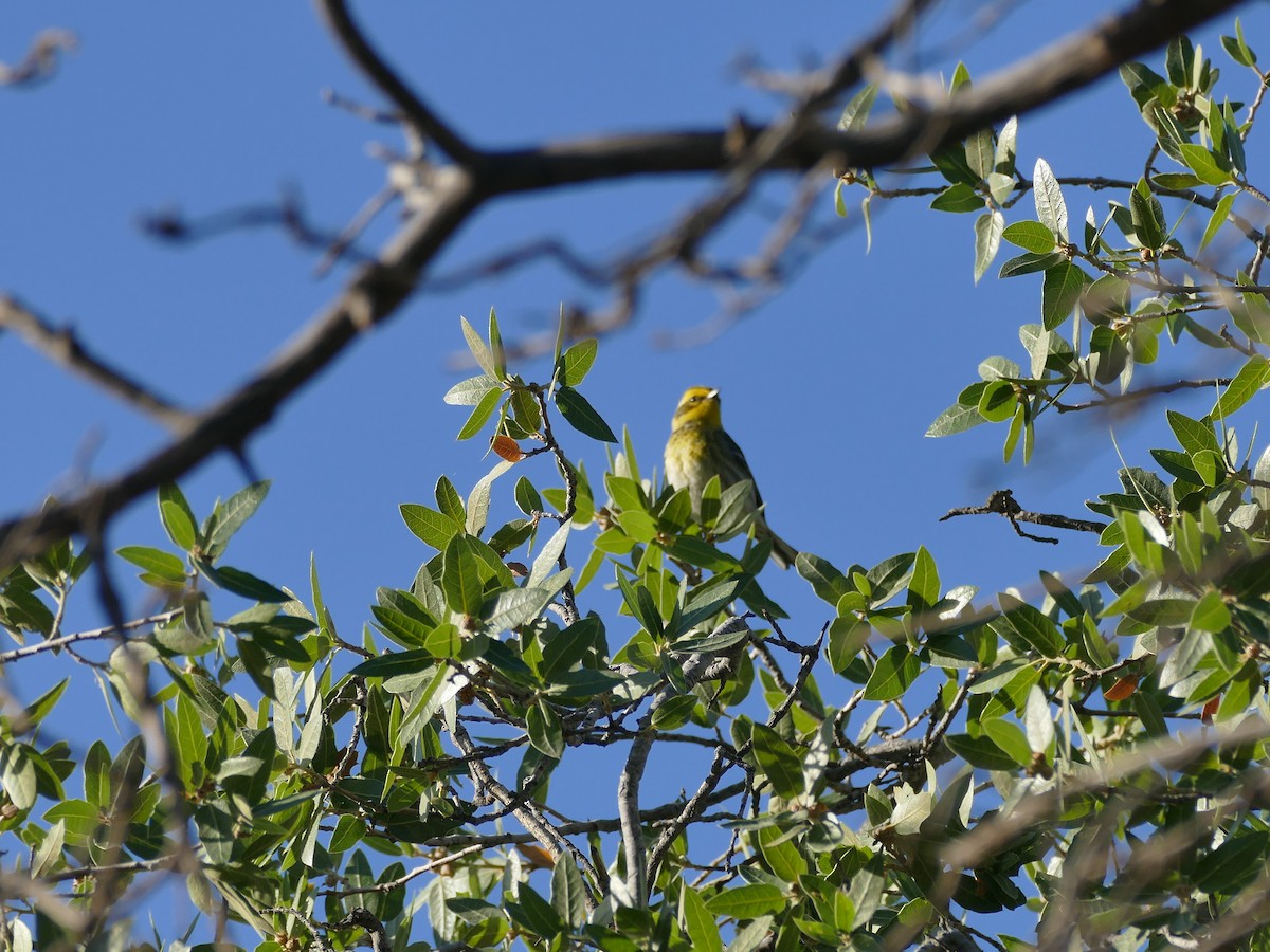 Townsend's Warbler - ML656963006