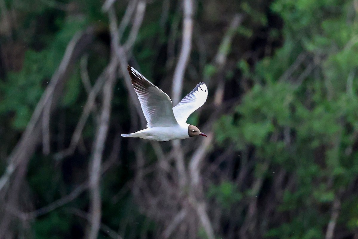 Black-headed Gull - ML656963007