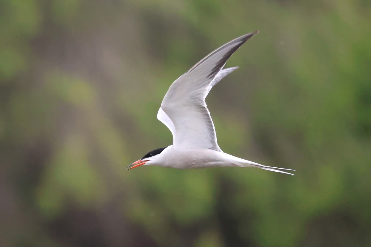 Common Tern - ML656963036