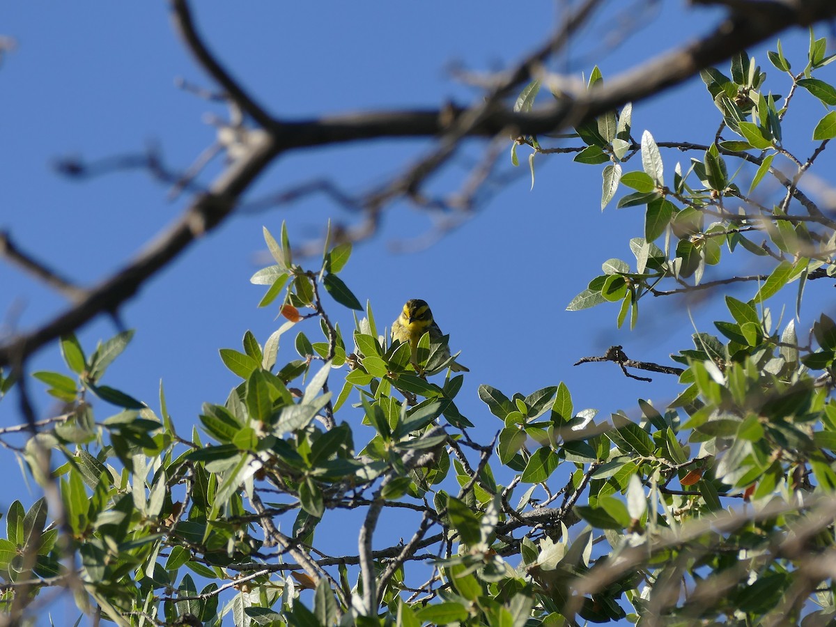 Townsend's Warbler - ML656963039