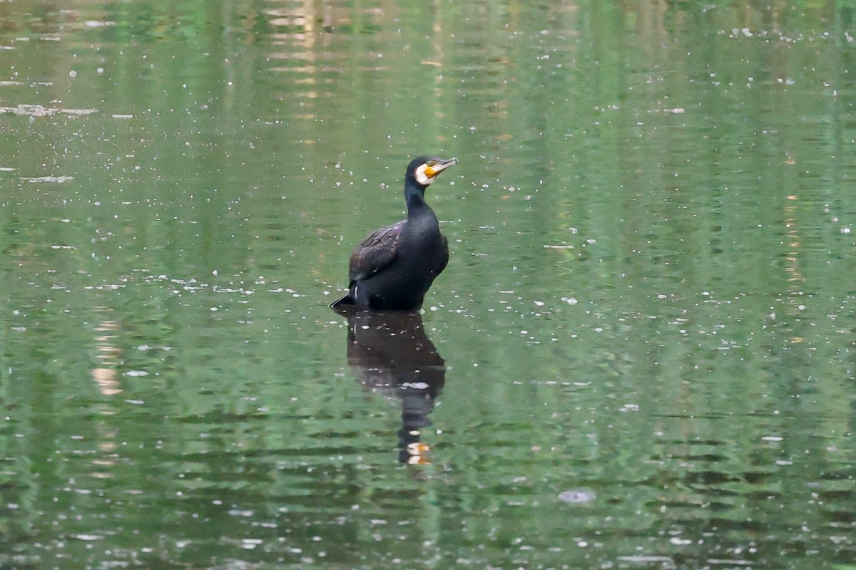 Great Cormorant - ML656963043