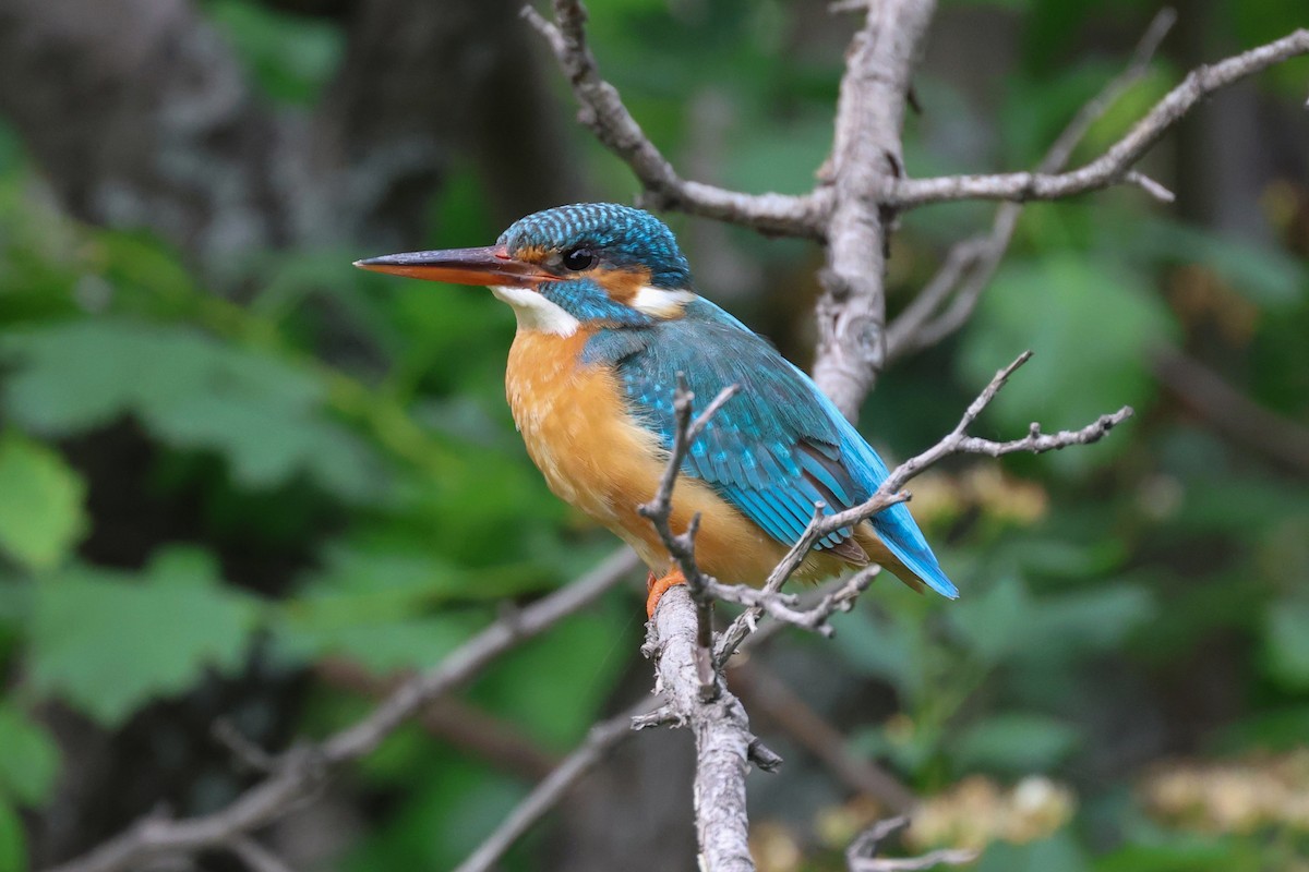 Common Kingfisher - ML656963049