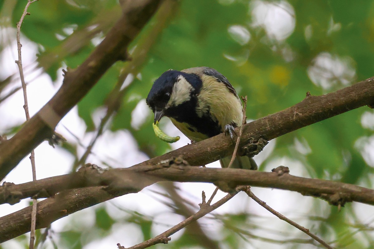 Great Tit - ML656963062