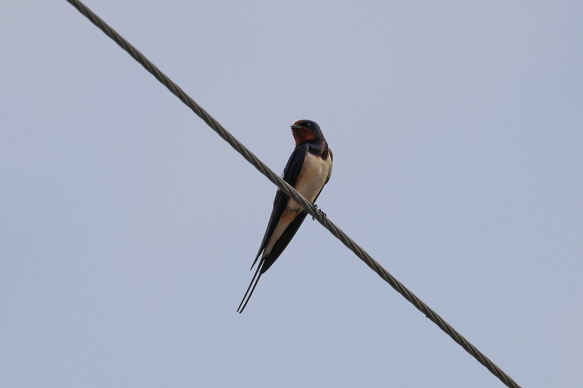 Barn Swallow - ML656963080