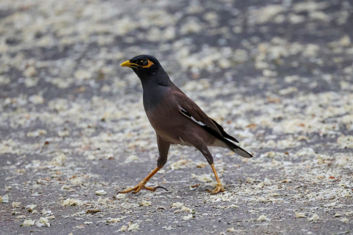 Common Myna - ML656963085