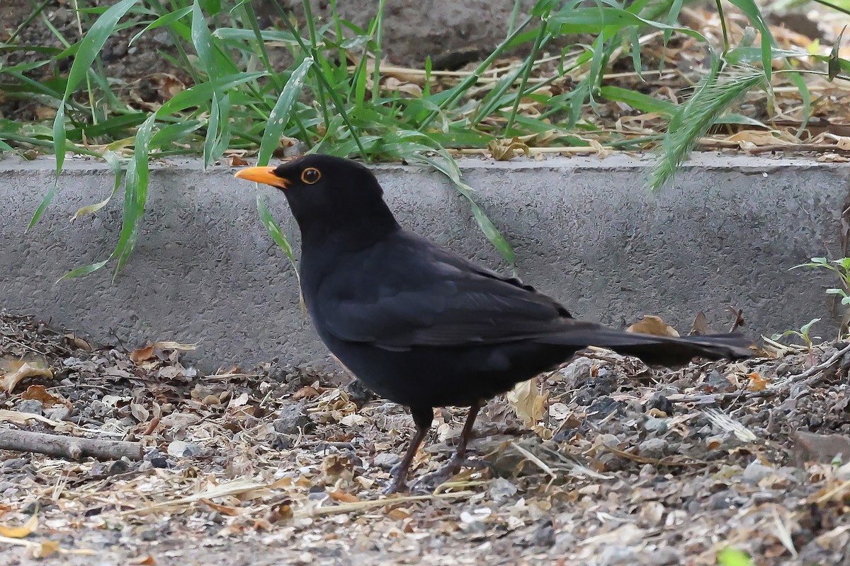 Eurasian Blackbird - ML656963092