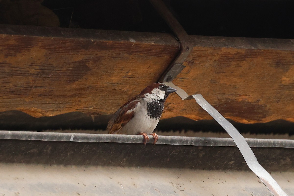 House Sparrow - ML656963100